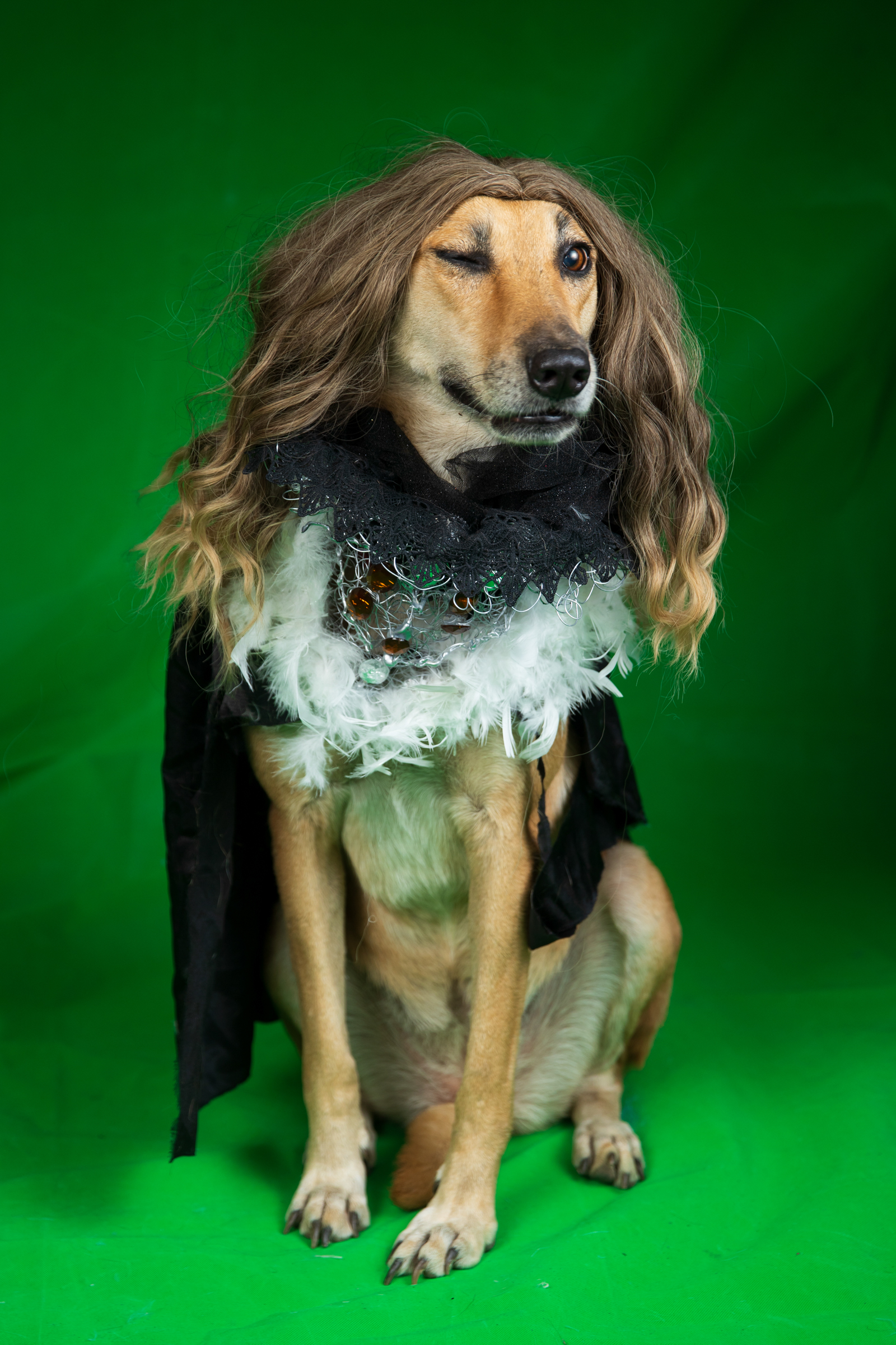 The Hoomans Studio Preview